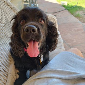 Smelly Dog - 5 year old Bailey the Cocker Spaniel girl. - Pet Groomers Near Me - Phoenix, Arizona Smelly Dog - 5 year old Bailey the Cocker Spaniel girl. - Pet Groomers Near Me - Phoenix, Arizona