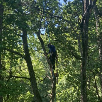 Nacho Tree Expert - Up in the tree.  Amazing how they do it. - Tree Services Near Me - Roswell, Georgia