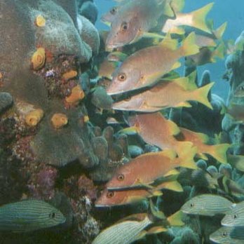 Sea-Side Dive Shop - Schooling Snappers - Dive Shops Near Me - St. Clair Shores, Michigan