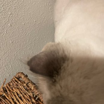 Lady Loves Grooming - Pet Groomers Near Me
