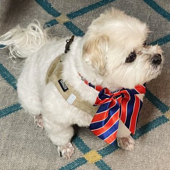 Perfect Pet Salon - New Puppy Cut Groom - Pet Groomers Near Me - Concord, California Perfect Pet Salon - New Puppy Cut Groom - Pet Groomers Near Me - Concord, California