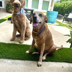 Animal Medical Center of Plano Giftly Beautiful Gift Card