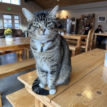 Eastside Guesthouse & Bivy - Lucy is such a sweet girl !!! - Guest Houses Near Me - Bishop, California Eastside Guesthouse & Bivy - Lucy is such a sweet girl !!! - Guest Houses Near Me - Bishop, California
