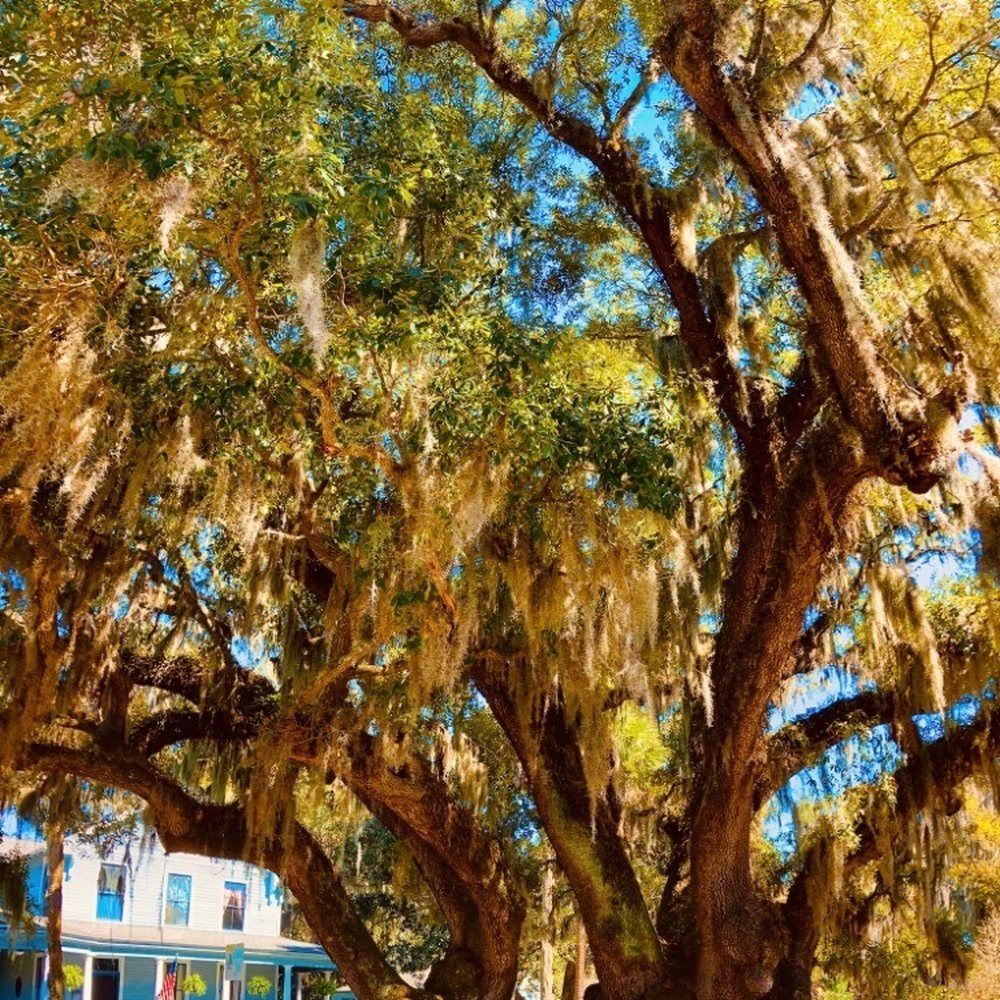 Lovers Oak - Lovers Oak, Brunswick Georgia - Landmarks & Historical Buildings Near Me - Brunswick, Georgia Lovers Oak - Lovers Oak, Brunswick Georgia - Landmarks & Historical Buildings Near Me - Brunswick, Georgia