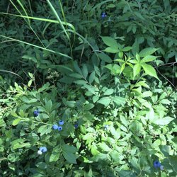 Hi -Pines Camp Ground - Wild Blueberries in the trails