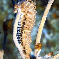 Dive House - Fireworm.