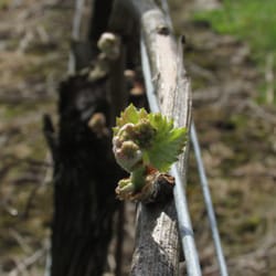 Mystic Wines