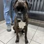Photo of Just For Paws Veterinary Hospital