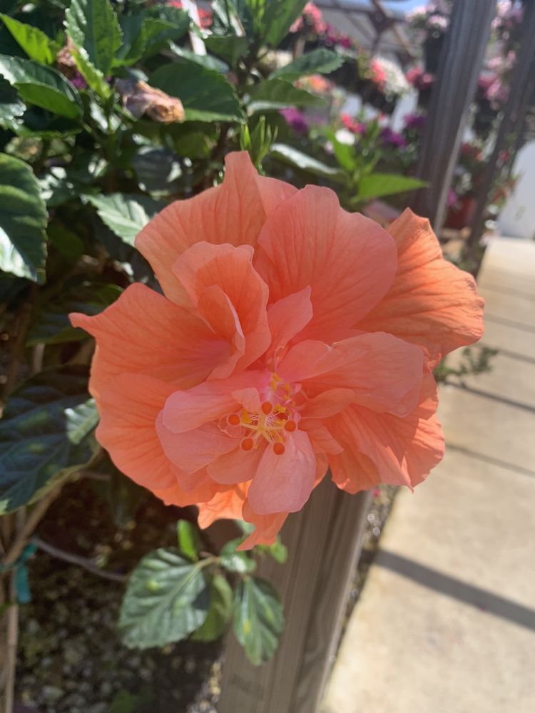 STOKLEY GARDEN EXPRESS 32 Photos 1451 Government St, Mobile, AL Yelp