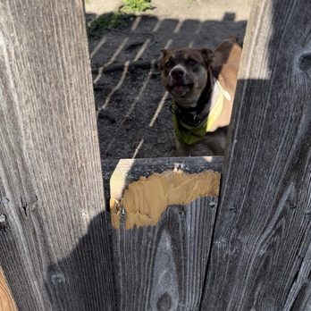 Clippers Edge - Dogs trying to bite neighbor through holes in fence. - Pet Sitting Near Me - Glenview, Illinois Clippers Edge - Dogs trying to bite neighbor through holes in fence. - Pet Sitting Near Me - Glenview, Illinois