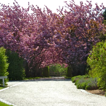 CW Arborists - We manage insect and disease here as well as structural pruning. - Tree Services Near Me - Guilford, Connecticut