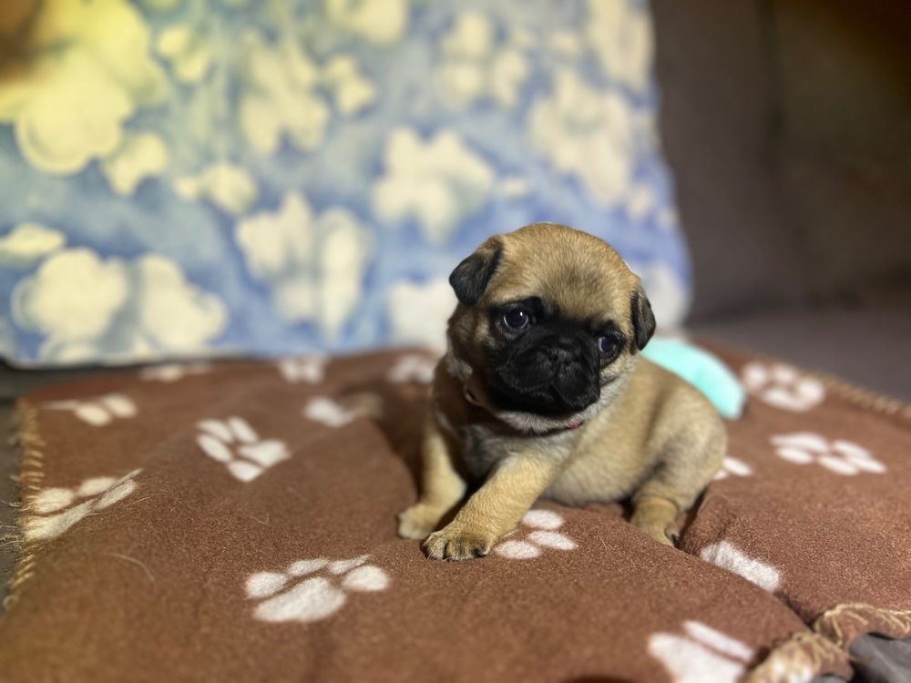 26 Photos Yakima, Washington Pet Breeders Phone Number Yelp