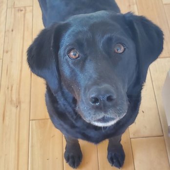 Carrie Nagel DVM - At Home Euthanasia - Veterinarians Near Me