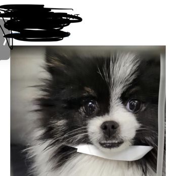 whimsical poms danielle watson - Email from vet - Pet Breeders Near Me - Thurmont, Maryland whimsical poms danielle watson - Email from vet - Pet Breeders Near Me - Thurmont, Maryland