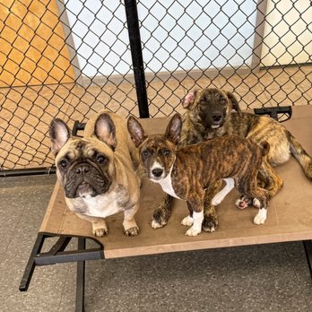 The Dog House - Pet Sitting Near Me - Westwood, Massachusetts The Dog House - Pet Sitting Near Me - Westwood, Massachusetts