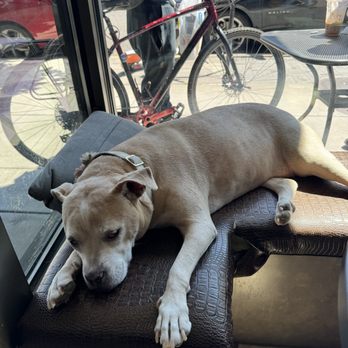 Monte Rossa Cafe - Such a peaceful pup - Coffee & Tea Near Me - Portland, Oregon Monte Rossa Cafe - Such a peaceful pup - Coffee & Tea Near Me - Portland, Oregon