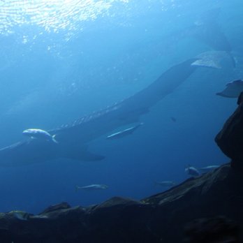 Georgia Aquarium - Aquariums Near Me - Atlanta, Georgia