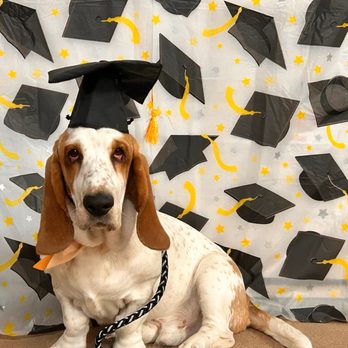 Sit Means Sit - Pet Training Near Me - Belton, Texas Sit Means Sit - Pet Training Near Me - Belton, Texas