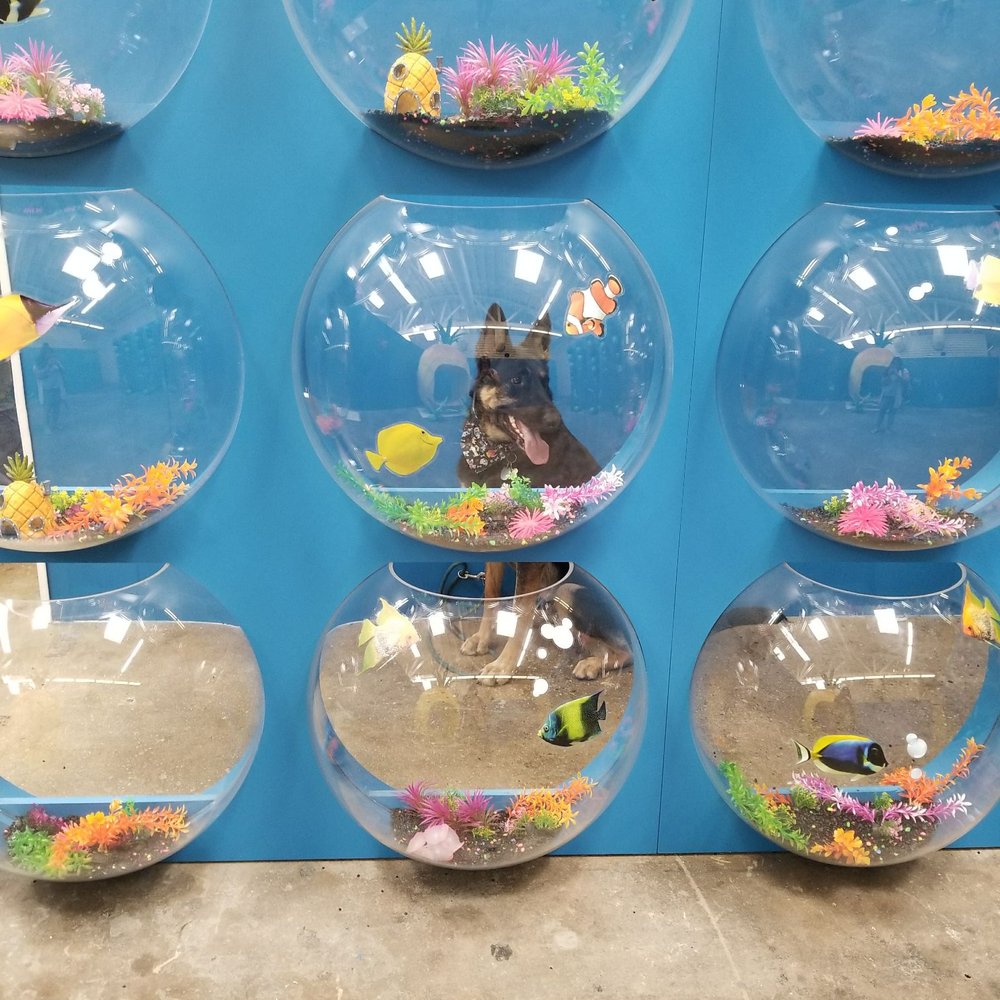 PetPop - Fishbowl view - Pop-up Shops Near Me - Los Angeles, California PetPop - Fishbowl view - Pop-up Shops Near Me - Los Angeles, California
