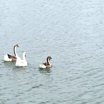 Municipal Park - Geese - Parks Near Me - Edinburg, Texas Municipal Park - Geese - Parks Near Me - Edinburg, Texas