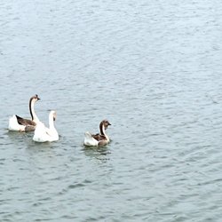 Municipal Park - Geese