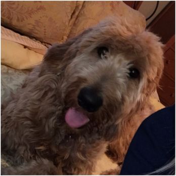 Goldendoodle San Diego - Cooper - Pet Breeders Near Me Goldendoodle San Diego - Cooper - Pet Breeders Near Me