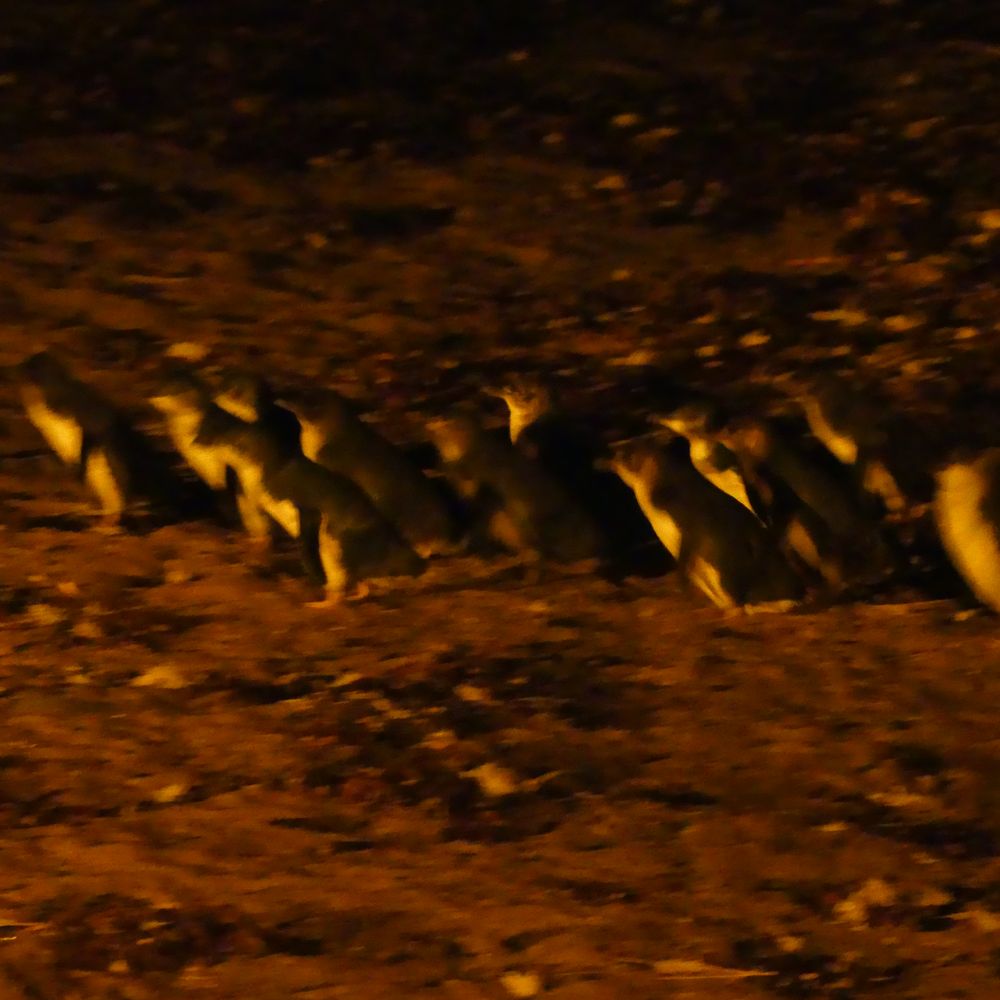 Low Head Penguin Tours - Travel Services Near Me - George Town, TAS