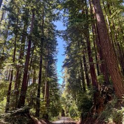 Garden Of Eden - Henry Cowell Redwoods State Park