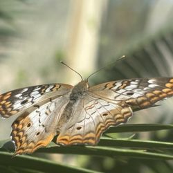 Desert Botanical Garden - Butterfly house