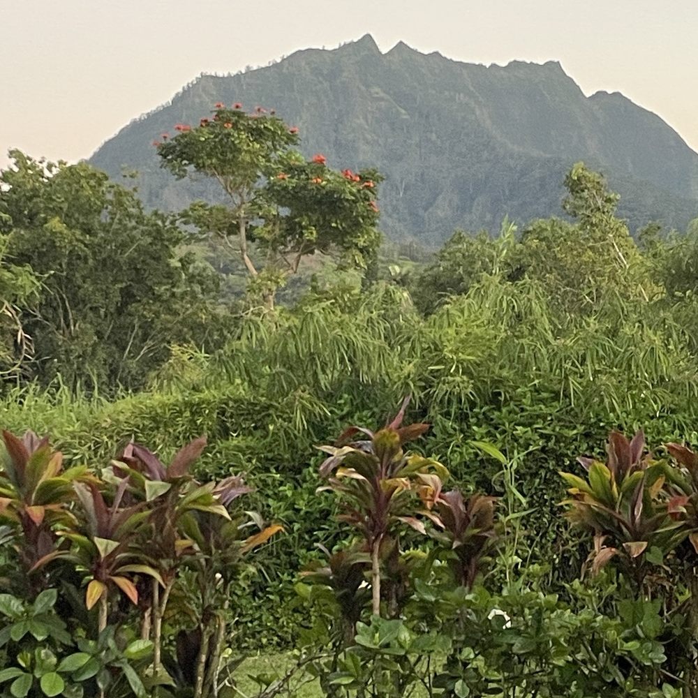 Ama - The view from their garden dining area. - Cocktail Bars Near Me - Hanalei, Hawaii