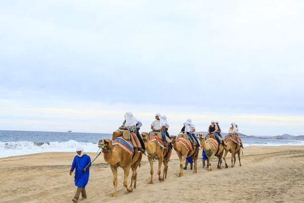 Cabo Adventures by null