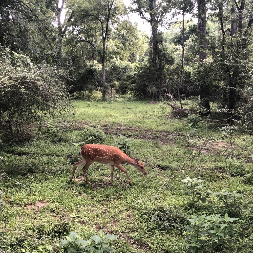 Hatari Wildlife Park - Zoos Near Me - Weimar, Texas Hatari Wildlife Park - Zoos Near Me - Weimar, Texas