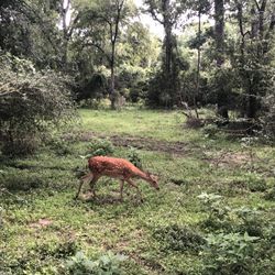 Hatari Wildlife Park