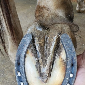 Providell's Farrier Services - Hind foot shod. - Farriers Near Me Providell's Farrier Services - Hind foot shod. - Farriers Near Me