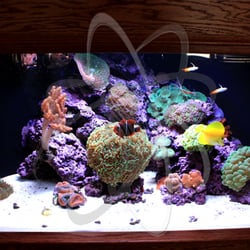 Aquarium Science