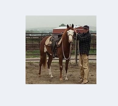 Yellowstone Stables - equestrian in Laurel, MT