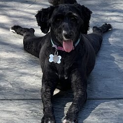 Dog's n Dog's Mobile Grooming - Finished groom!
