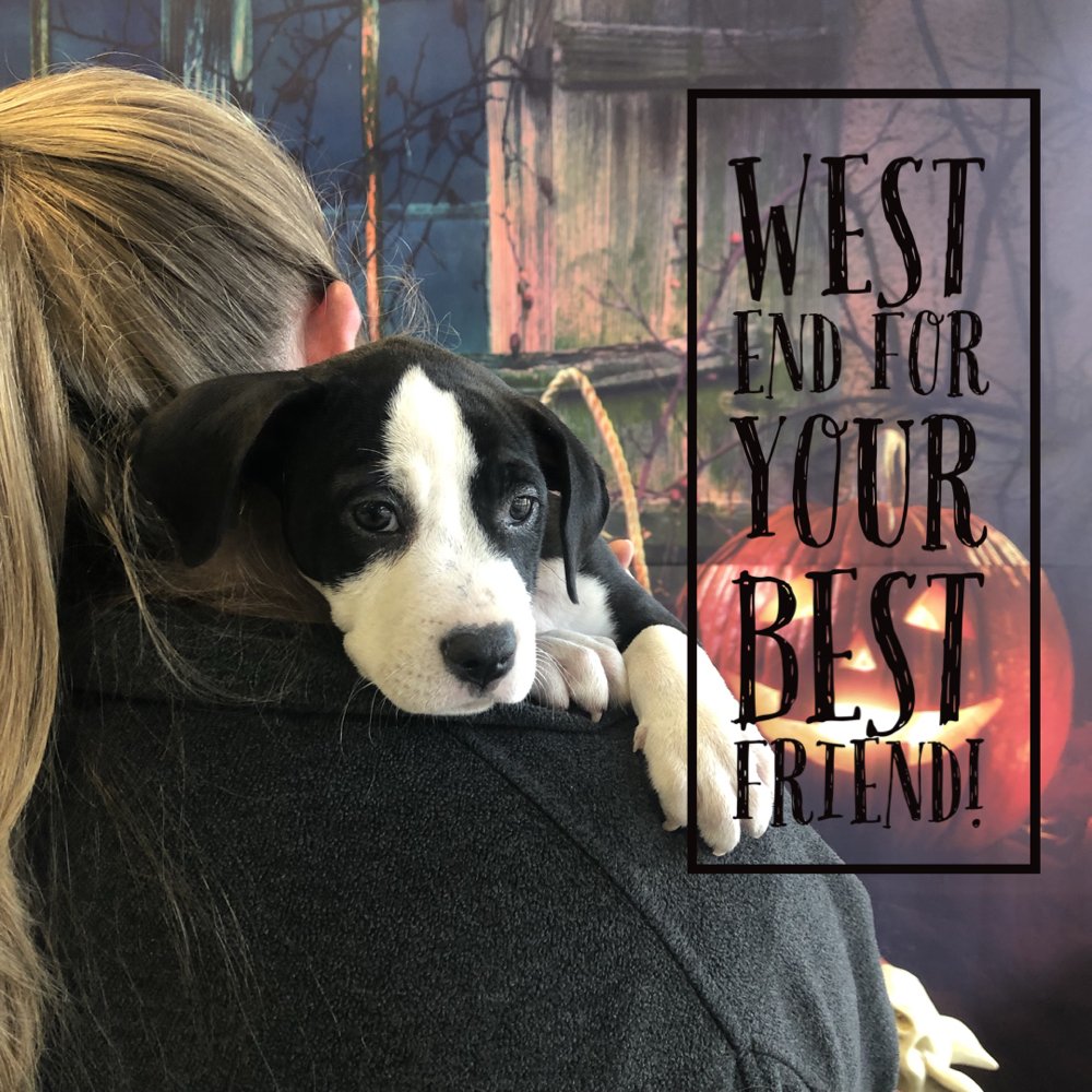 WEST END VETERINARY CLINIC 81 Photos 3412 Pump Rd, Henrico, VA Yelp