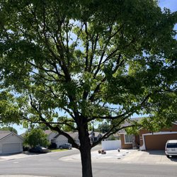 Apex Tree Pros - Thinning interior with light weight reduction