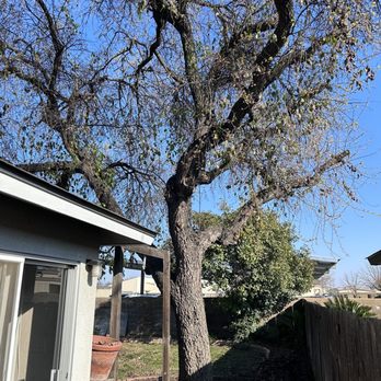 Trim Right Tree Care - Tree with branch extended over neighbors house - Tree Services Near Me Trim Right Tree Care - Tree with branch extended over neighbors house - Tree Services Near Me