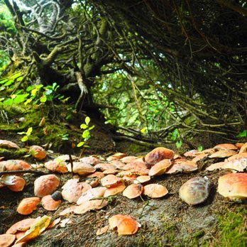 Hobbit Beach Trailhead - Crab boneyard - Beaches Near Me Hobbit Beach Trailhead - Crab boneyard - Beaches Near Me