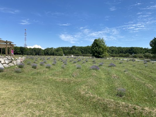 Cherry Point Farm & Market by null