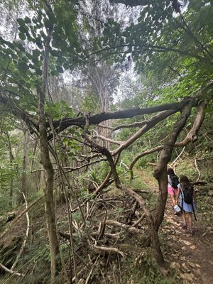 Hauʻula Loop Trail by null