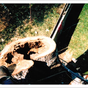 Houston Tree Team - a cut down tree stump - Tree Services Near Me - Houston, Texas