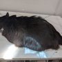 Photo of Ooh La La Cat Spa