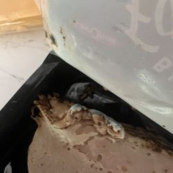 Vons - Mold