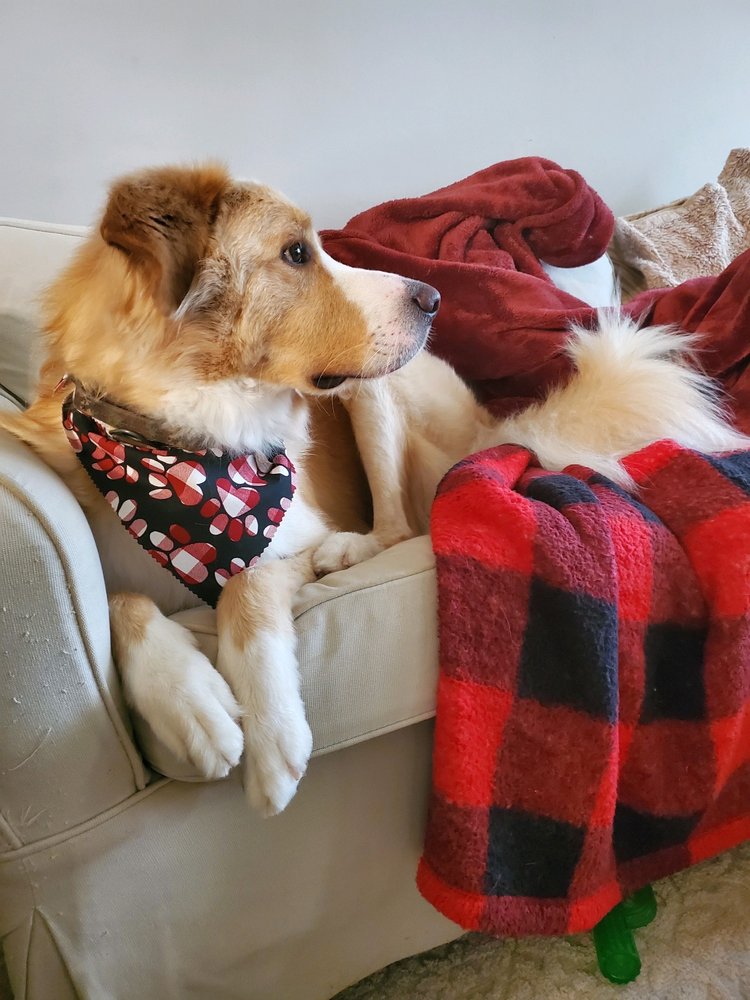 ROCKSTAR PAWS PET GROOMING & BOARDING 228 Photos & 10 Reviews 1334