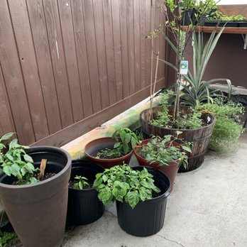 Shaka Tacoz - Fresh grown cilantro, lime, and other herbs - Mexican Near Me - Captain Cook, Hawaii Shaka Tacoz - Fresh grown cilantro, lime, and other herbs - Mexican Near Me - Captain Cook, Hawaii