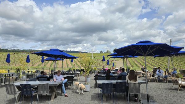 Adelsheim Vineyard by null