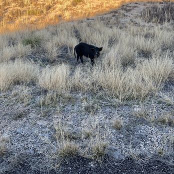 Monahans Sandhills State Park - Pig - Hiking Near Me - Monahans, Texas Monahans Sandhills State Park - Pig - Hiking Near Me - Monahans, Texas